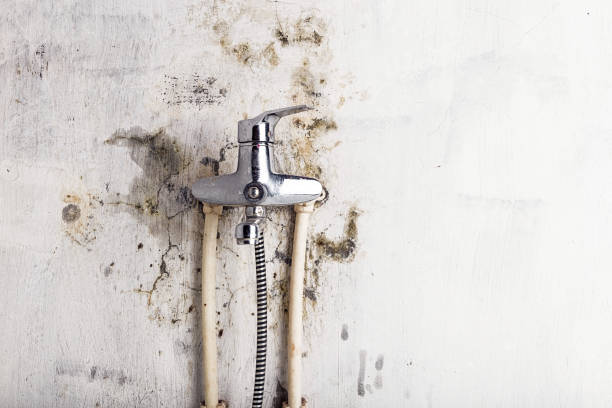 Best Black Mold Removal  in Day Valley, CA