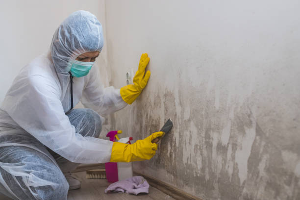 Best Toxic Mold Removal  in Day Valley, CA