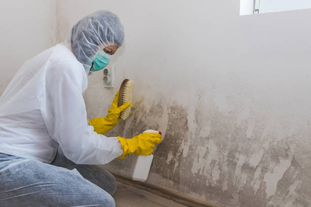 Best Mold Removal Process  in Day Valley, CA