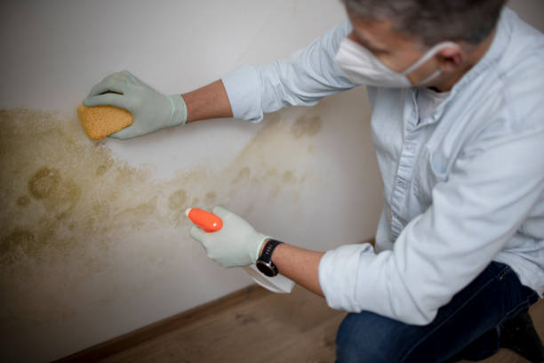 Best Mold Cleaning Services  in Day Valley, CA