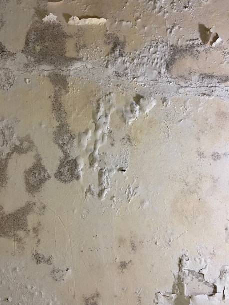 Best Commercial Mold Removal  in Day Valley, CA