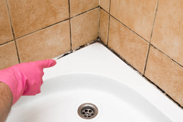 Mold Testing and Removal in Day Valley, CA