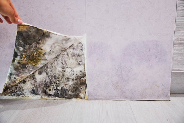 Best Attic Mold Removal  in Day Valley, CA
